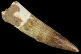 Real Spinosaurus Tooth - Nice Preservation #87218-1